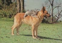 Alsation Dog & Koala Bear at Brisbane Cute Australian Postcard