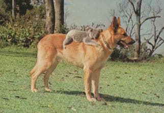 Alsation Dog & Koala Bear at Brisbane Cute Australian Postcard