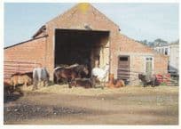 Alternative Horse Animal Sanctuary Lincoln Fundraising Postcard