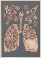 Alveoli Lungs Bronchioles Blood Supply Morbid Human Body Postcard