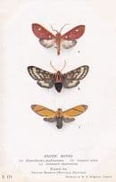 Amastus Adela Hyperthaema Perflammans Peru Moth Exotic Moths Postcard