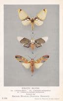 Amaxia Chaon Moth Erebidae Automolis Exotic Moths Postcard