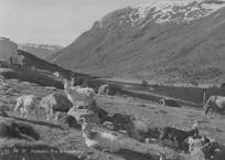 Amazing Goats Car Drives Past Stalheim Fra Brekkedalen Norway Postcard