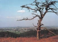 Amazing Leaning Tree at Aston Hill Shropshire Womens Institute Postcard
