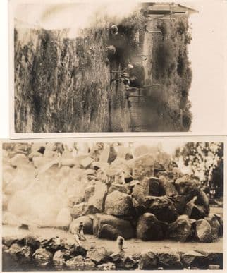 Amazing South African Ostrich Zoo 2x Photo & Antique Postcard