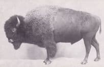 American Bison Chicago Natural History Museum Old Postcard