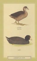 American Coot Juvenile & Aduly Stunning Bird Postcard