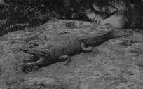 American Crocodile From Animal Hunting Collection Old RPC Postcard