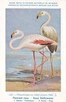American Flamingo Phoenicopterus Ruber WW2 Rare Bird Postcard