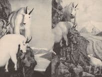 American Mountain Goat 2x New York Museum Old Postcard s