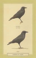 American USA Crow Juvenile & Adult Stunning Bird Postcard