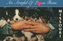 An Armful Of Love From Missouri Puppy Dog Family USA Postcard