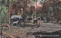 An Elephant Kraal The Stockade Colombo India Antique Postcard