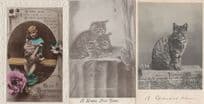 An Intruder Tabby Cat Cats & Frog Antique Comic 3x Postcard