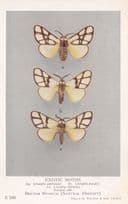 Anaphe Ambrizia Panda Infracta Notodontidae African Exotic Moths Postcard