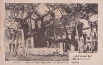 Ancient Tree Of Hippocrates Greek God Island Kos Arabic Old Postcard