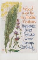 Ancient Woad Hyssop Tea Cordial Romany Natural Remedy Song Songcard Postcard