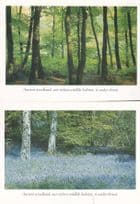 Ancient Woodland Trees Danger Under Threat 2x Appeal Postcard s