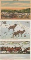 Angora Goats Elk Yellowstone Park 3x Old Animal Postcard s