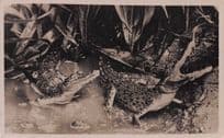 Angry Crocodiles Ready To Kill Animal Hunting Old RPC Postcard