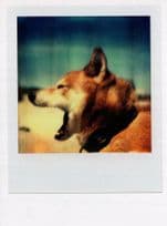 Angry Dog Giant Dentist One Tooth Mouth Award Analog Photo Postcard