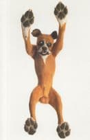 Angry Dog Standing Up Amazing Photographic Art Postcard