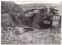 Angry Muzzled Cow & Sleeping Child In Chinese Field Award Real Photo Postcard