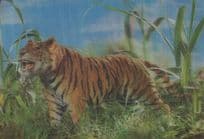 Angry Tiger 3D Giant Cat Real Moving Three Dimensional Postcard