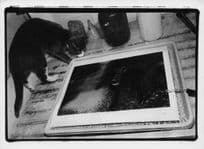 Angry Trapped Black Dog & Bully Cat Tony Mendoza Photo Award Postcard