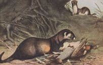 Animal Eating Pheasant Bird Alive Antique Hunting Postcard