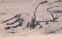 Animal Hunting In BC Caribou Ball Rare Canada British Columbia Old Postcard