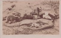 Animal Hunting Shooting Collection Snakes Corpses Real Photo Postcard