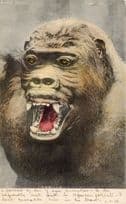 Animal Studies Gorilla Growling Giant Teeth Antique Postcard RARE !