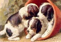 Animals Misc