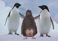 Antarctica Adelie Penguins Adeliepinguine Cuddling Bird German Postcard