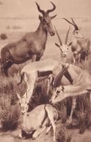 Antelope East African Plains Group New York Museum Old Postcard