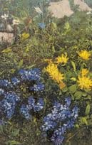 Anthyllis Alpestris Vintage Flower Postcard