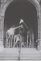 Antique Giraffe Skeleton London Natural Museum Postcard