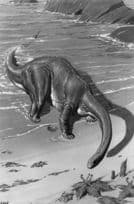 Apatosaurus Prehistoric Dinosaur Vintage RPC Museum Real Photo Postcard