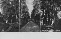 Apertin Sweden 3x Old Sinister Path Forest Views RPC Postcard