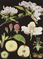 Apple Fruit Trees Old School Lesson College Wall Chart Postcard