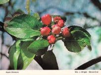 Apple Tree Essex Colchester Flowers Shrub End Blossom Womens Institute Postcard