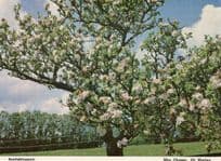 Appleblossom At Warley Essex Postcard