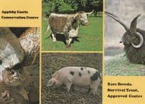 Appleby Castle Conservation Centre Yorkshire Ram Pig Bird Postcard