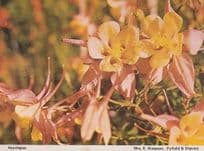 Aquilegias Fyfield Braintree Flower Womens Institute Floral Flowers Postcard