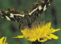 Araschnia Levana Butterfly Butterflies Postcard