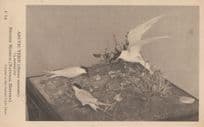 Arctic Tern Bird British Natural Museum Old Birds PB Postcard