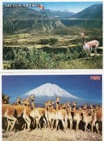 Arequipa Peru 2x Camel Postcard s