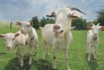 Army Of Farm Goats Family German Comic Animal Postcard