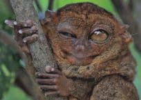 Asian Tarsier Tarsiidae Animal Winking Zwinkert Eyes German Postcard